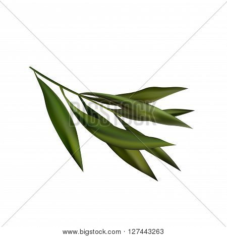 Tea Tree Realistic Branch Icon. Object Isolated On White Background