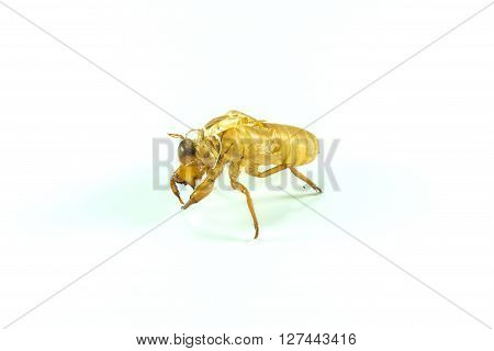 Molting Insects