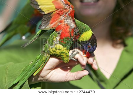 Farverige Lorikeet på hånd