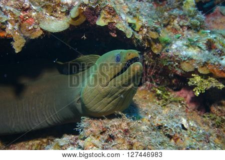 sea moray eel  coral life underwater picture