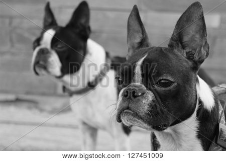 Two boston terriers looking forward in black and white. Heads of boston terrier dogs. Smart looking dogs. Black and white dogs.