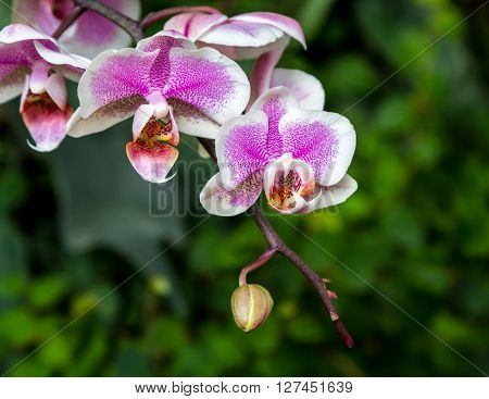 Blooming Orchid close-up in Utopia Orchid Park Israel