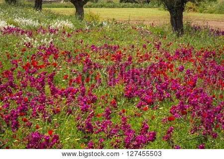 Field Of Colorful Spring Flowers In Schinias, Greece