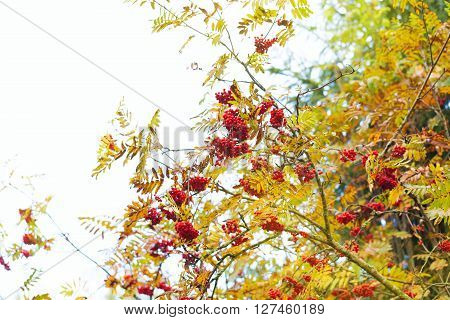 Rowan ashberry fall autumn tree outdoors back