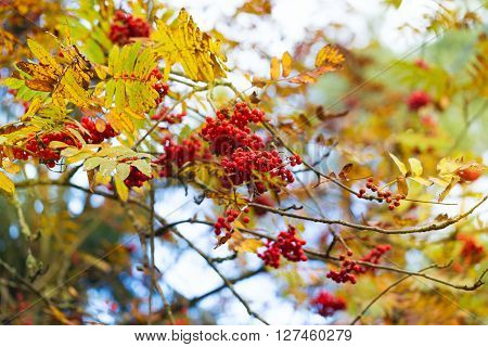 Rowan ashberry fall autumn tree outdoors back