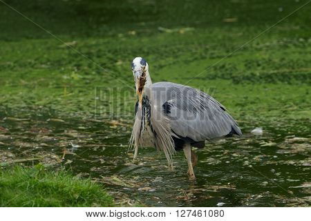 Grey pelican at the zoo in pool