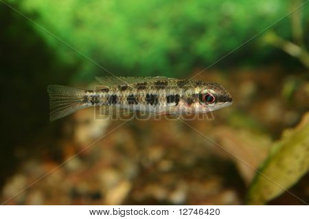 Schachbrett-Buntbarsch (Crenicara Filamentosa)