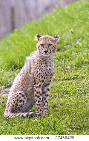 A shot of a cheetah cub (young cheetah)