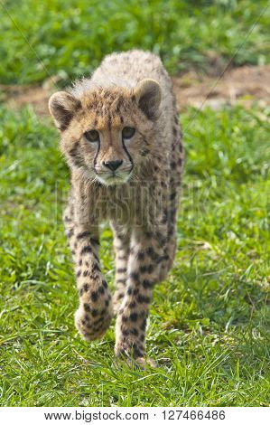 A shot of a cheetah cub (young cheetah)