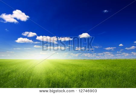 campo de linho verde e sol