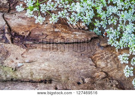 beautiful flowers on a wooden background, natural texture for design.