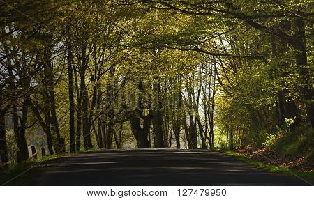 Forest path in spring time in mountains Ceske Stredohori