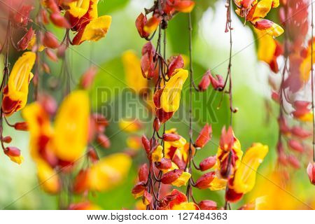 Beautiful Thunbergia mysorensis exotic flower, close-up.