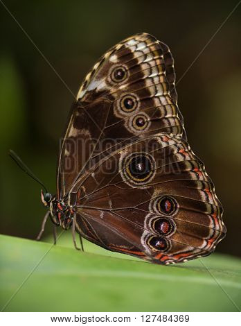 Magnificent owl (caligo eurilochus sulanus) butterfly on green nature background, close-up.