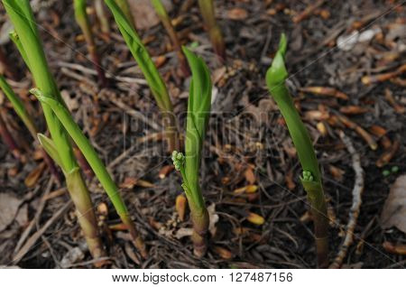 Spring young lily sprouts growing out from the ground