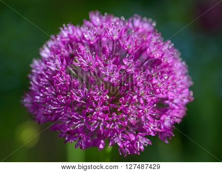 Purple alium onion flower close up shot.