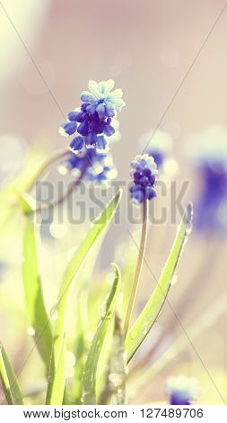 Spring flower of a muskari lit with the sun.