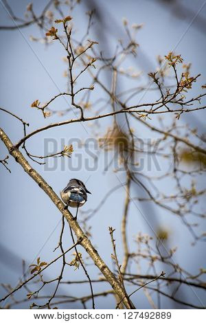Pretty blue jay on branch early spring in habitat