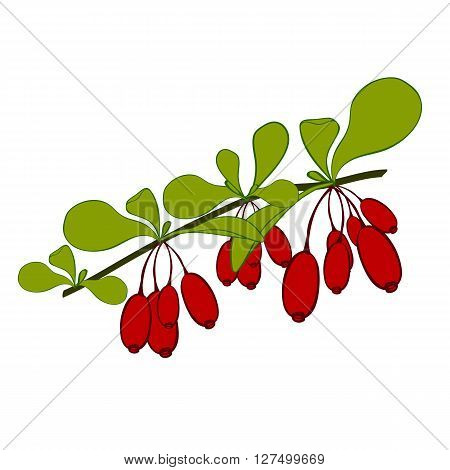 Barberries branch on white background. Hand drawn berries. Vector illustration.