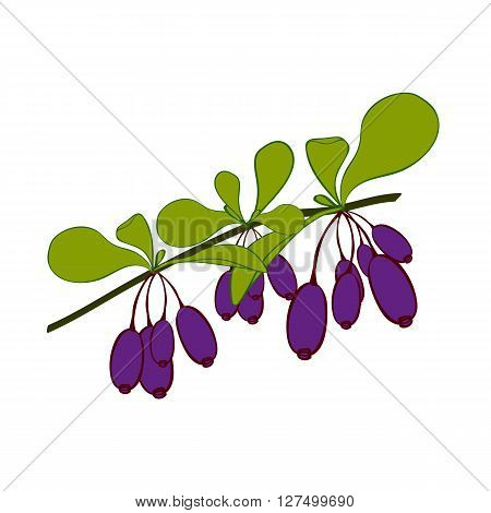 Honeysuckle branch on white background. Hand drawn berries. Vector illustration.