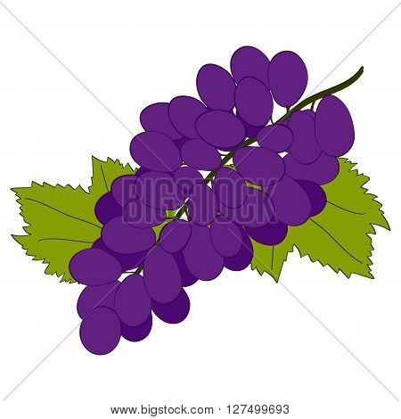 Black grapes on white background. Hand drawn berries. Vector illustration.