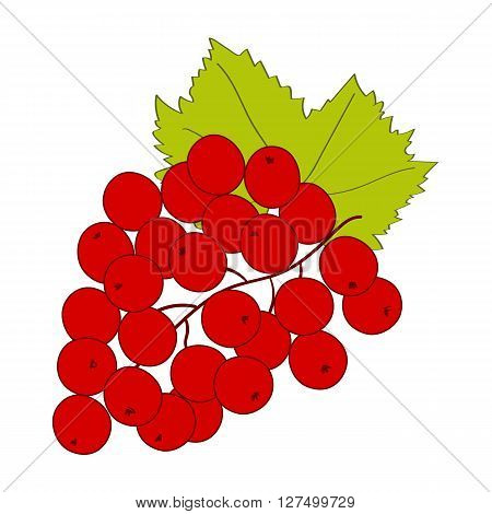 Red currant branch on white background. Hand drawn berries. Vector illustration.