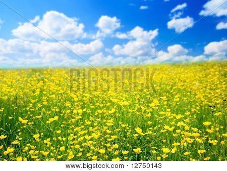 Ranunkel blomster og sommerdag