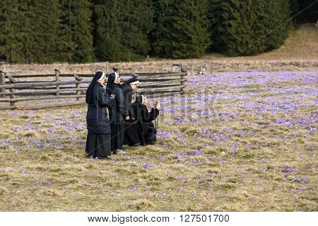 Chocholowska Valley, Poland - March31, 2016: Nuns On Mountain Meadow With Crocus Flowers Blooming