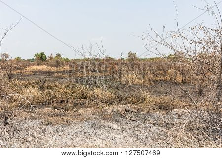 Ash Black Smut And Stubble. Burned Field Farm Concept
