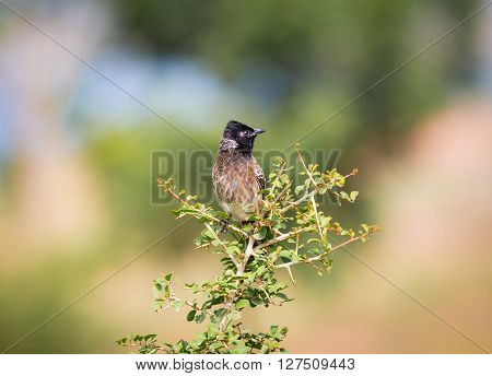 The red-vented bulbul is a member of the bulbul family of perching birds. It is resident breeder across the Indian subcontinent, including Sri Lanka extending east to Burma and parts of Tibet.