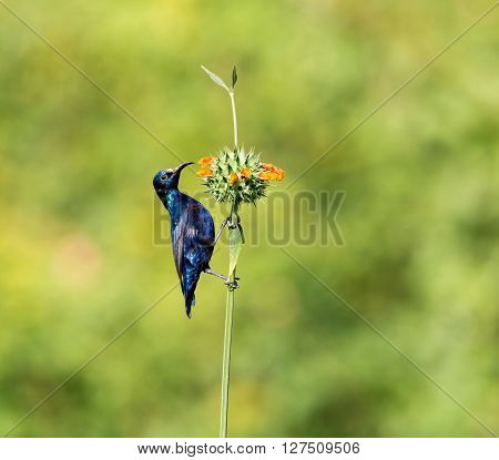 The purple sunbird is a small sunbird. Like other sunbirds they feed mainly on nectar, although they will also take insects especially when feeding young. These spectacular birds can be found in India