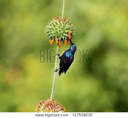 The purple sunbird is a small sunbird. Like other sunbirds they feed mainly on nectar, although they will also take insects especially when feeding young. These spectacular birds can be found in India