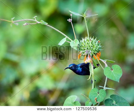 The purple sunbird is a small sunbird. Like other sunbirds they feed mainly on nectar, although they will also take insects especially when feeding young. These spectacular birds can be found in India