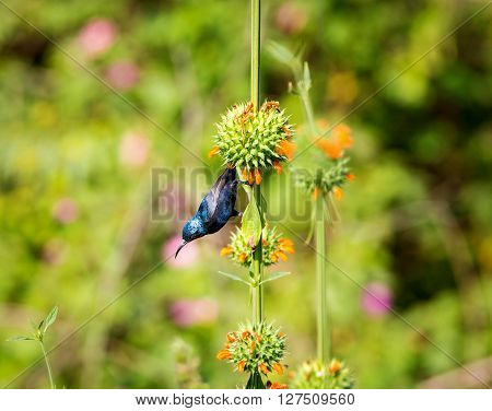 The purple sunbird is a small sunbird. Like other sunbirds they feed mainly on nectar, although they will also take insects especially when feeding young. These spectacular birds can be found in India