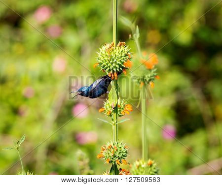 The purple sunbird is a small sunbird. Like other sunbirds they feed mainly on nectar, although they will also take insects especially when feeding young. These spectacular birds can be found in India