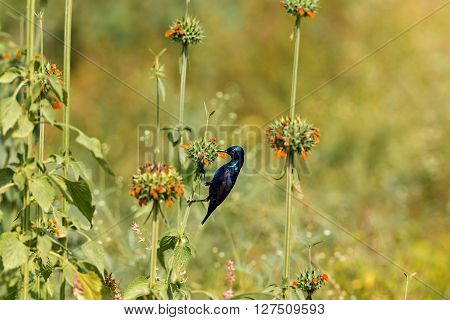 The purple sunbird is a small sunbird. Like other sunbirds they feed mainly on nectar, although they will also take insects especially when feeding young. These spectacular birds can be found in India