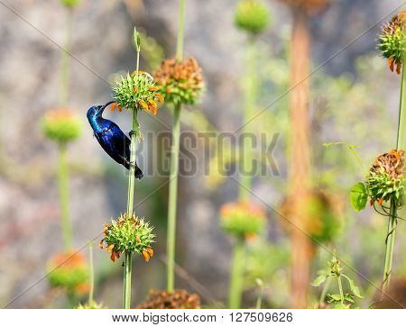 The purple sunbird is a small sunbird. Like other sunbirds they feed mainly on nectar, although they will also take insects especially when feeding young. These spectacular birds can be found in India