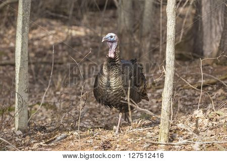 Wild turkey in a spring forest in Canada