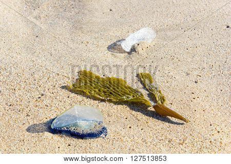 White Sails of Velella-velella stranded on ocean beach along with brown Kelp seaweed