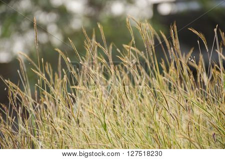 close up fresh grass flower in nature garden