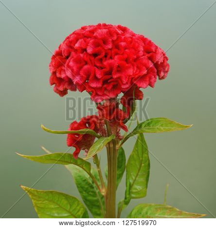 Red cockscomb or chinese wool flower (Celosia argentea)