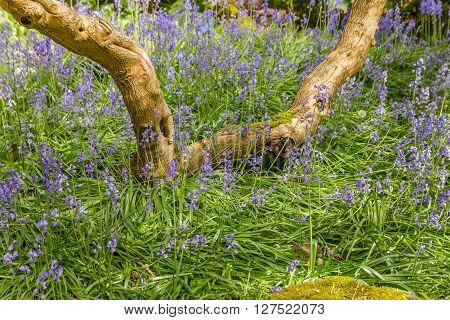 Native English Bluebell outside in the park or nature