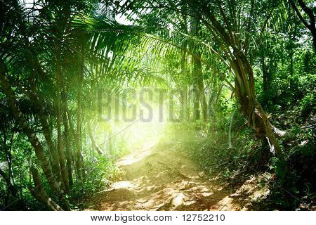 terra road nella giungla di Dominicana