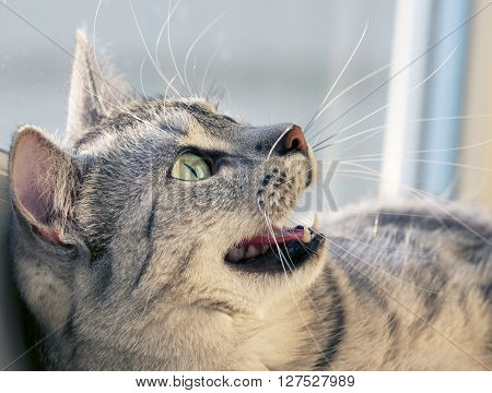 Cat portrait close up, only head crop, looking to the top, cat in light brown and cream looking with pleading stare at the viewer with space for advertising and text, cat head