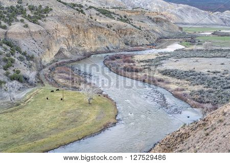 valley of the upper Colorado RIver above Dotsero, Colorado, springtime scenery with a cattle on pasture
