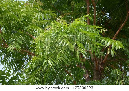 Neem plan tree in garden , Azadirachta indica