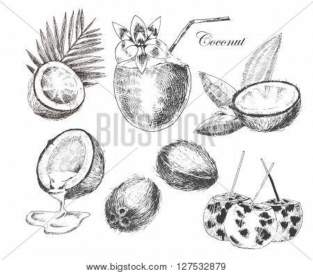 vector coconuts hand drawn sketch with palm leaf. vintage style detailed ink and pencil illustrations