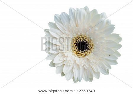 Single White Flower Onwhite