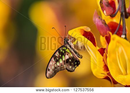 Graphium agamemnon on thunbergia mysorensis, close-up.