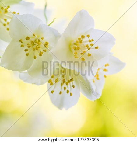 Blooming jasmine bush close up. Nature background